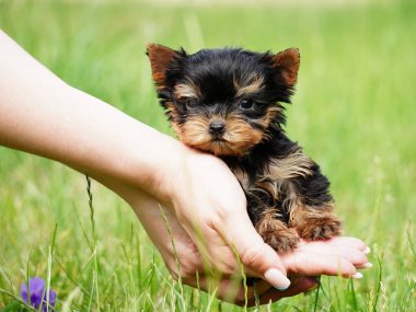 Yorkshire Teriyeri Köpek Yavrusu yeşil çimlerin arkasında bir kızın kollarında oturuyor. Şirin köpek. Metin için alanı kopyala