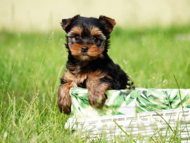 Yorkshire Teriyer Köpeği Yeşil Çimen 'de beyaz bir sepette oturuyor. Yumuşak, sevimli köpek kameraya bakar. Evcil hayvanlar