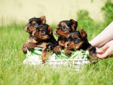 Dört Yorkshire Teriyer Köpeği Yeşil Çimen 'de beyaz bir sepetin içinde oturuyorlar. Bir grup şirin köpek yavrusu. Evcil hayvanlar