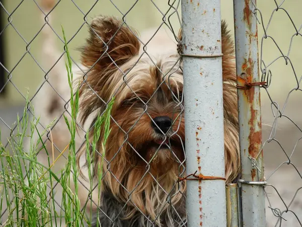 Yorkshire Terrier Dog Sienta Detrás Una Jaula Mira Cámara Perro Fotos de stock