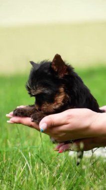 Yorkshire Teriyeri Köpek Yavrusu yeşil çimlerin arkasında bir kızın kollarında oturuyor. Yumuşak, sevimli köpek kameraya bakar. Evcil hayvanlar