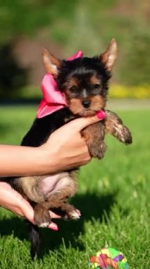 Yorkshire Teriyeri Köpek Yavrusu yeşil çimlerin arkasında bir kızın kollarında oturuyor. Yumuşak, sevimli köpek kameraya bakar. Evcil hayvanlar