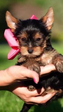 Yorkshire Teriyeri Köpek Yavrusu yeşil çimlerin arkasında bir kızın kollarında oturuyor. Yumuşak, sevimli köpek kameraya bakar. Evcil hayvanlar