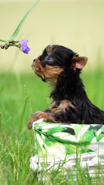 Yorkshire Terrier Puppy Seduto Cestino Vimini Bianco Green Grass Cane — Video Stock