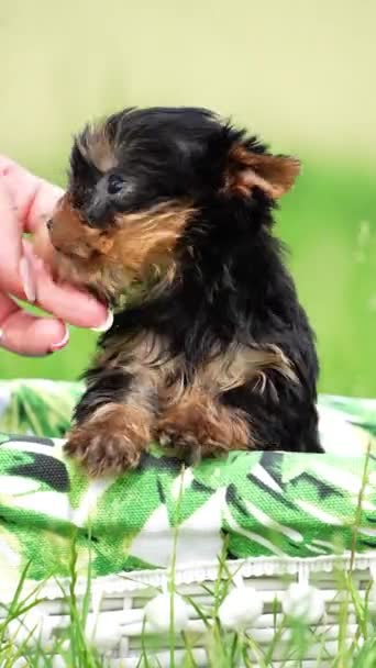 Yorkshire Terrier Puppy Sentado Una Canasta Mimbre Blanca Green Grass — Vídeos de Stock