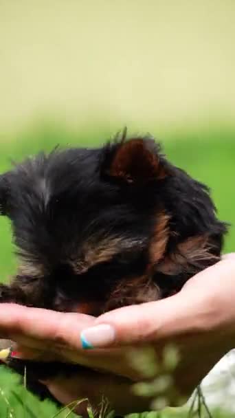 Yorkshire Terrier Puppy Zit Armen Van Een Meisje Tegen Achtergrond — Stockvideo