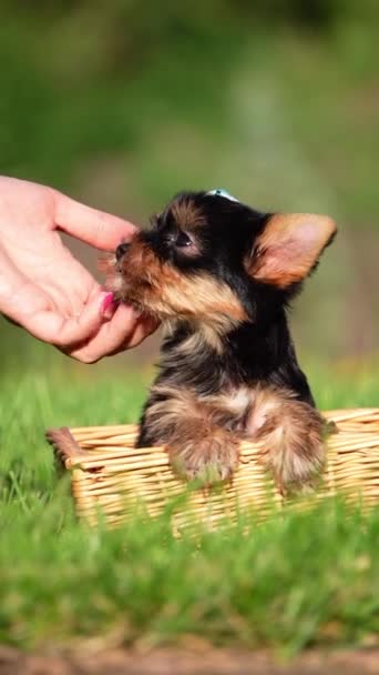 Yorkshire Terrier Puppy Sentado Uma Cesta Vime Grama Verde Cão — Vídeo de Stock