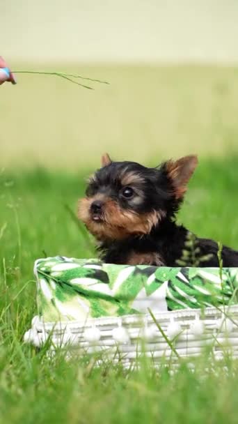 Yorkshire Terrier Puppy Sitting White Wicker Basket Green Grass Fluffy — Stock Video