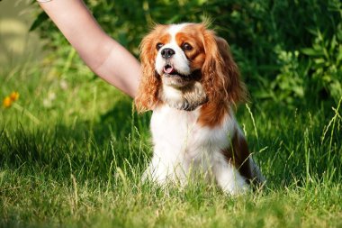 Şirin Şövalye Kral Charles Spaniel bir yaz akşamı parkta yürüyüş yapıyor. Çimlerin üzerinde bir Köpek Şövalyesi Kralı Charles 'ın portresi