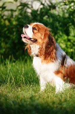 Şirin Şövalye Kral Charles Spaniel bir yaz akşamı parkta yürüyüş yapıyor. Çimlerin üzerinde bir Köpek Şövalyesi Kralı Charles 'ın portresi
