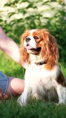 Şirin Şövalye Kral Charles Spaniel bir yaz akşamı parkta yürüyüş yapıyor. Parkta yürürken köpeği okşayan bir kız.