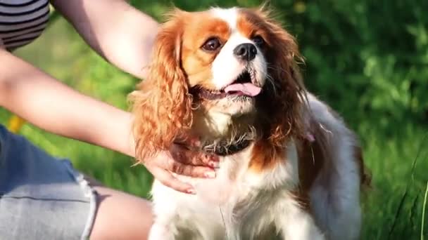 かわいいキャバリア王チャールズ スパニエルは夏の夜に公園を散歩する 公園で散歩中に犬を飼っている少女 — ストック動画