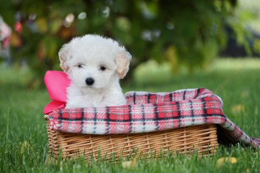 Beyaz Oyuncak Köpek Puppy parkta hasır bir sepette oturuyor. Pembe kurdeleli şirin köpek yavrusu kameraya bakıyor. Evcil hayvanlar