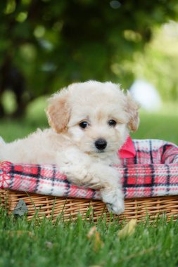 Beyaz Oyuncak Köpek Puppy parkta hasır bir sepette oturuyor. Pembe kurdeleli şirin köpek yavrusu kameraya bakıyor. Evcil hayvanlar