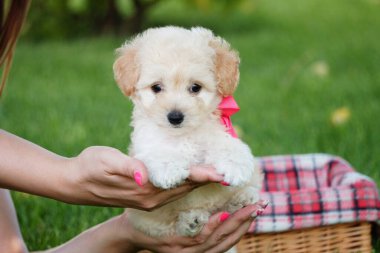 Beyaz Oyuncak Köpek Puppy parkta hasır bir sepette oturuyor. Pembe kurdeleli şirin köpek yavrusu kameraya bakıyor. Evcil hayvanlar