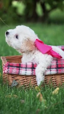 Beyaz Oyuncak Köpek Puppy parkta hasır bir sepette oturuyor. Pembe kurdeleli şirin köpek yavrusu kameraya bakıyor. Evcil hayvanlar