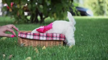 Beyaz Oyuncak Köpek Puppy parkta hasır bir sepette oturuyor. Pembe kurdeleli şirin köpek yavrusu kameraya bakıyor. Evcil hayvanlar