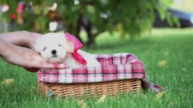 Beyaz Oyuncak Köpek Puppy parkta hasır bir sepette oturuyor. Pembe kurdeleli şirin köpek yavrusu kameraya bakıyor. Evcil hayvanlar