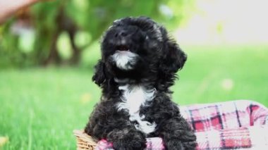 Oyuncak Kaniş Puppy parkta hasır bir sepette oturuyor. Kameraya bakan sevimli köpek yavrusu. Evcil hayvanlar