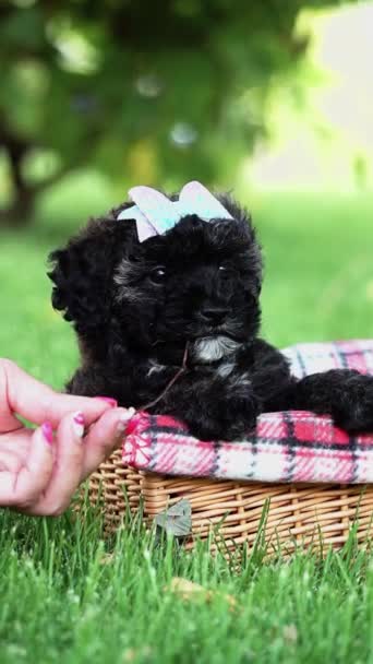 Toy Poodle Puppy Siede Cesto Vimini Parco Bel Cucciolo Che — Video Stock