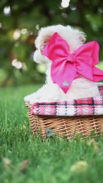 白色的玩具狮子狗坐在公园里的柳条篮里 可爱的小狗带着粉色的弓看着摄像机 家养宠物 — 图库视频影像