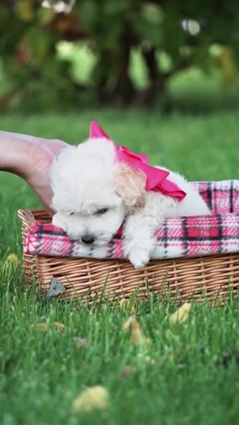 White Toy Poodle Puppy Sitter Korg Park Söt Valp Med — Stockvideo