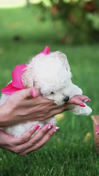White Toy Poodle Puppy Κάθεται Ένα Ψάθινο Καλάθι Ένα Πάρκο — Αρχείο Βίντεο