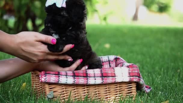 Toy Poodle Puppy Sits Wicker Basket Park Cute Puppy Looking — Stock Video