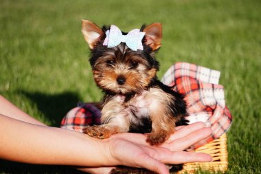 Yorkshire teriyeri köpek yavrusu parkta hasır bir sepette oturuyor. Kameraya bakan sevimli köpek yavrusu. Evcil hayvanlar