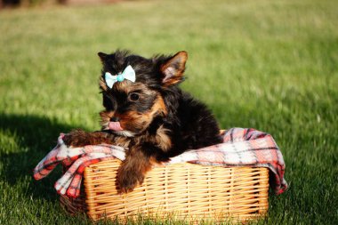 Yorkshire teriyeri köpek yavrusu parkta hasır bir sepette oturuyor. Kameraya bakan sevimli köpek yavrusu. Evcil hayvanlar