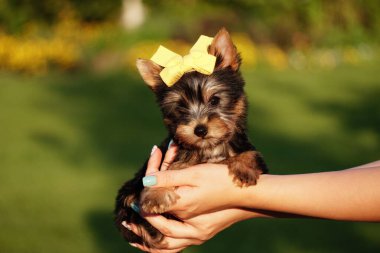 Küçük bir Yorkshire Teriyeri Yavrusu yeşil çimlerin arkasında bir kızın kollarında oturuyor. Şirin köpek. Metin için alanı kopyala