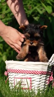 Yorkshire Teriyer Köpeği Yeşil Çimen 'de beyaz bir sepette oturuyor. Yumuşak, sevimli köpek kameraya bakar. Evcil hayvanlar