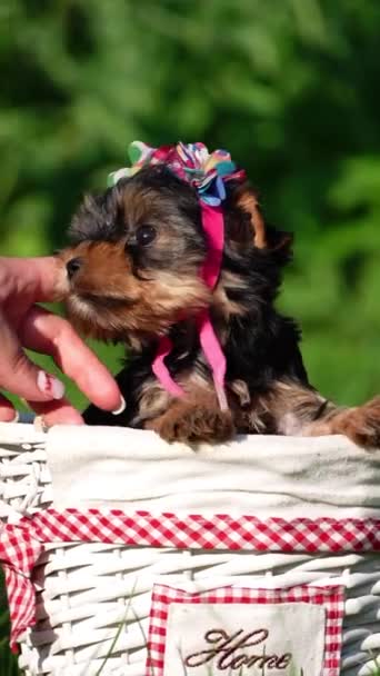 Yorkshire Terrier Puppy Sitting White Wicker Basket Green Grass Fluffy — Stock Video