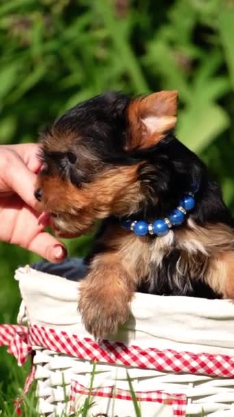 Yorkshire Terrier Puppy Sitter Vit Korg Green Grass Fluffig Söt — Stockvideo
