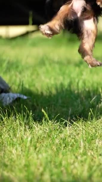 Yorkshire Terrier Puppy Zittend Een Witte Rieten Mand Green Grass — Stockvideo