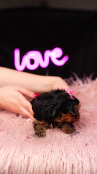 Yorkshire Terrier Puppy Ένα Ροζ Μαξιλάρι Γούνας Φλάφι Χαριτωμένο Τεριέ — Αρχείο Βίντεο