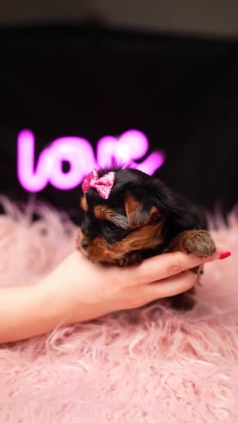Yorkshire Terrier Puppy Egy Rózsaszín Szőrpárnával Szemben Bolyhos Aranyos Yorkshire — Stock videók