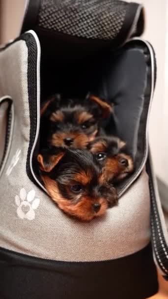 Yorkshire Terrier Puppies Sitting Carrier Puppies Peeking Out Bag — Stock Video