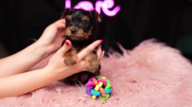 Yorkshire Teriyer Köpeği pembe kürk yastığına karşı. Tüylü, sevimli Yorkshire teriyeri kafasına fiyonk takmış kameraya bakıyor. Evcil, sevimli küçük köpek yavrusu.