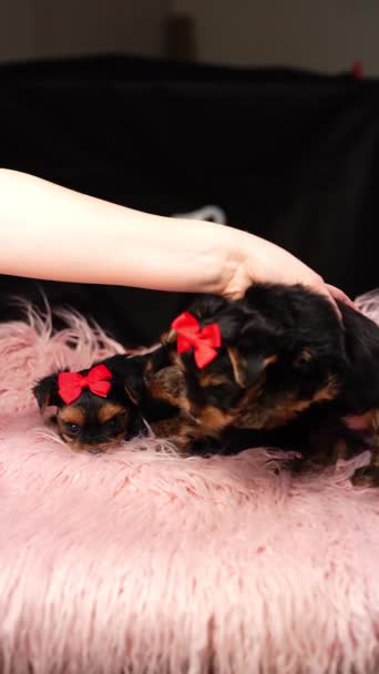 Kadın Yavru Köpeğin Kafasına Fiyonk Takıyor Köpek Yavrusu Pembe Bir — Stok video