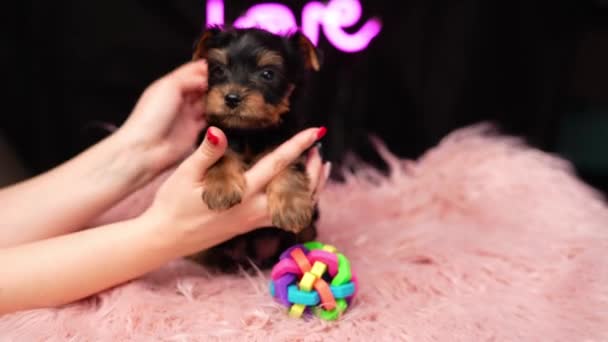 Yorkshire Terrier Puppy Tegen Een Roze Pelskussen Fluffy Schattige Yorkshire — Stockvideo