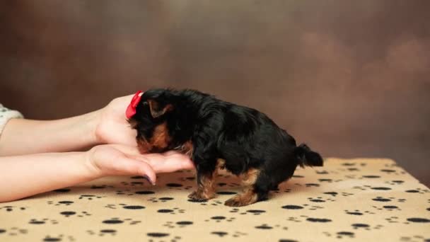 Küçük Bir Yorkshire Teriyeri Köpeği Kahverengi Arka Planda Bir Kadının — Stok video