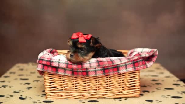 Szczeniaczek Yorkshire Terrier Siedzący Wiklinowym Koszu Czerwoną Kokardą Głowie Brązowym — Wideo stockowe