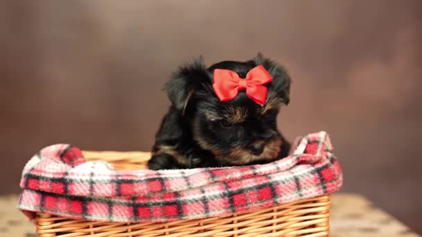 Yorkshire Terriër Puppy Zittend Een Rieten Mandje Met Een Rode — Stockvideo