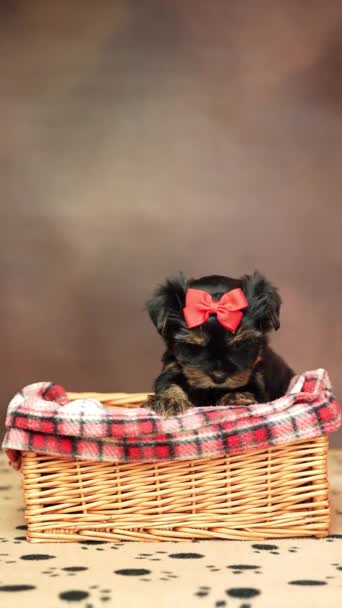 Yorkshire Terriër Puppy Zittend Een Rieten Mandje Met Een Rode — Stockvideo