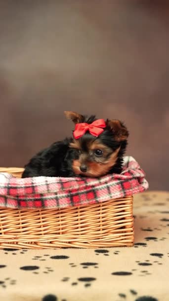 ヨークシャーテリアの子犬は 茶色の背景に頭の上に赤い弓でウィッカーバスケットに座っています カメラを見ているかわいい子犬 国内ペット — ストック動画