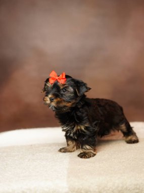 Yorkshire Terrier köpeği kahverengi bir arka planda bej bir battaniyeye oturur. Kafasında kırmızı bir fiyonk olan tüylü, sevimli Yorkshire Teriyeri. Sevimli hayvanlar.