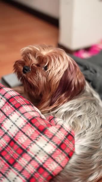 Yorkshire Terrier Sitzt Auf Einer Rot Karierten Decke Und Blickt — Stockvideo