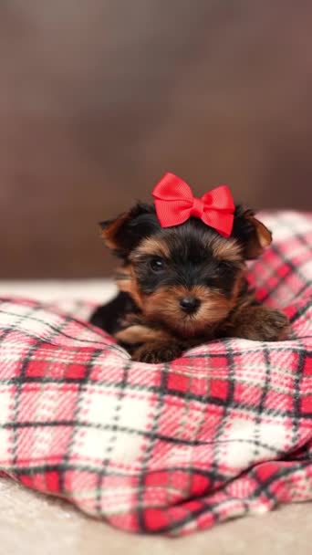 ヨークシャーテリアの子犬は 茶色の背景に赤いチェッカーされた毛布の上に座っています ふわふわしたかわいいヨークシャーテリア 頭に赤い弓 かわいいペット — ストック動画