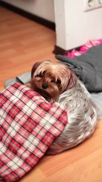 Yorkshire Terrier Sits Red Checkered Blanket Looks Camera Fluffy Cute — Stock Video